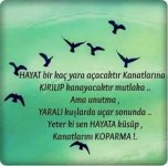 yaralı.jpg yaralı.jpg