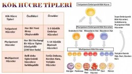 kok-hucre-tipleri.jpg