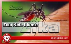 zika.jpg